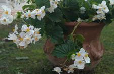 Villa Cristina - Foto 15