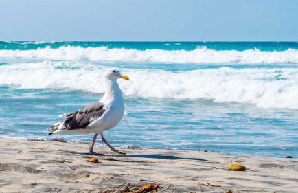 Villa Silbermöwe - Foto 32