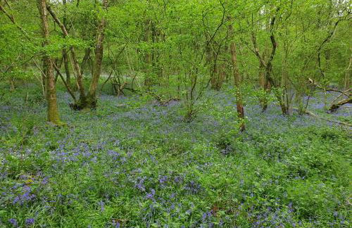 Character 2 double bedroom cottage in Shaftesbury - Foto 49