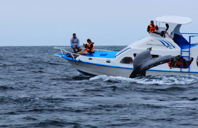 Beginner Scuba Diving - Foto 3