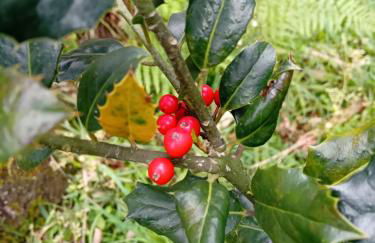 Quinta do Chão do Vale - Foto 21