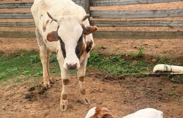 Fazenda do Sonhos - Cotia - Foto 13