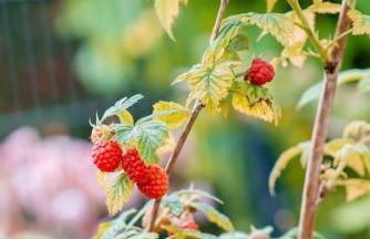Diez - Ferienhaus am Hain - Foto 8