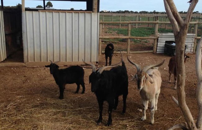 Tarnasey Farm - Foto 15