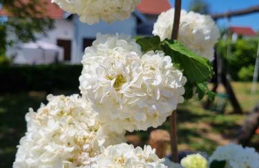 Apartments Luka - Foto 8