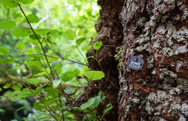 La Casa Delle Querce San Leonardo de Siete Fuentes - Foto 38