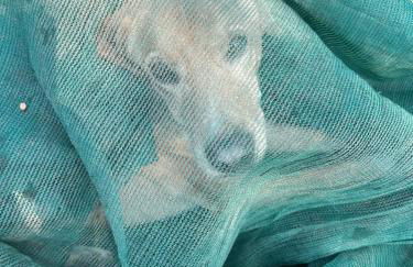 Punta Del Corno Agriturismo - Foto 52