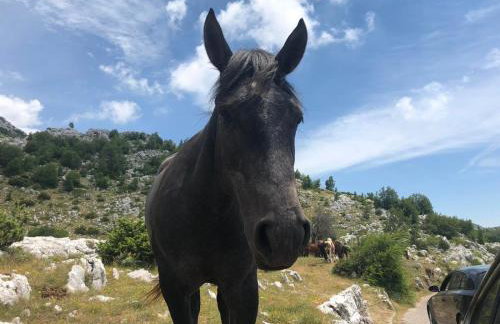 Villa Lasta - Photo 42