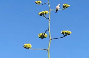 The Triple Palms - Foto 34