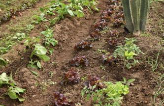 CR familiar PrimaVera Jarandilla de la Vera - Foto 34