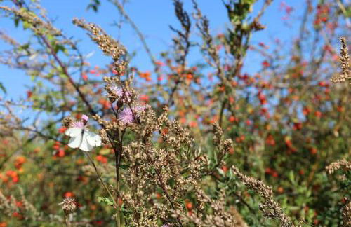 Ferienhaus Bullenberg - Foto 24