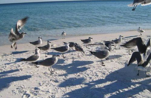 Pelican Isle - Breathtaking View - Foto 19