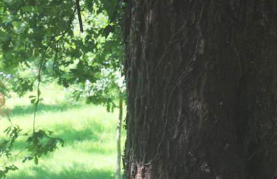 Gerês - Casa da Cabana - Foto 34