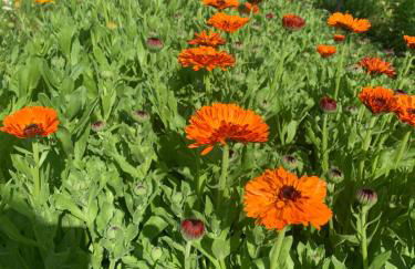 Apartament Blumenblick - Foto 42