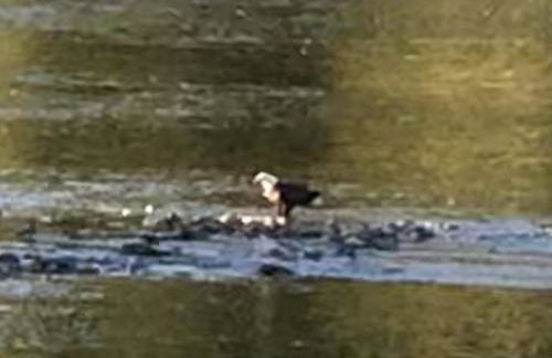 "Lovely Tiny House Rental for a Romantic Getaway in Shepherdstown, West Virginia - Foto 11