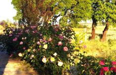 O Recanto do Sobreiro - Foto 7