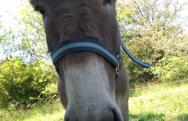 Les Favouilles, le gîte pour 15 personnes - Foto 100