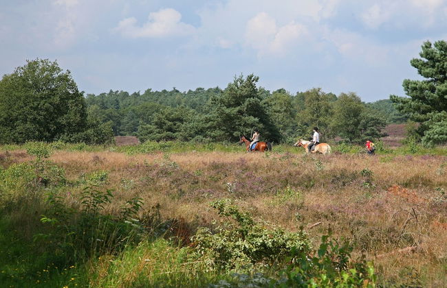 Cozy Holiday Home in Nunspeet near Forest - Photo 36