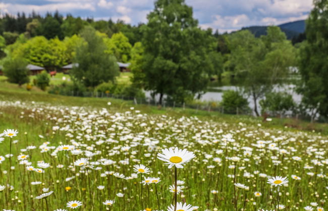 Domaine des Monédières - Chalet 6 pax - Foto 53