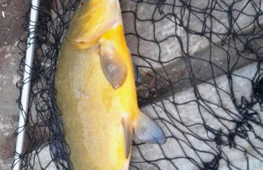 Ferienbungalows am See - Photo 33