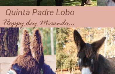 Quinta Padre Lobo - Foto 66