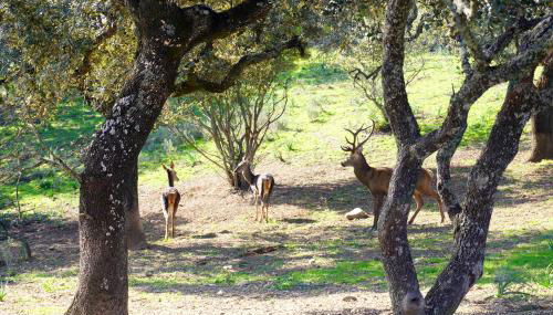 Casa Mobil-Home - Foto 3