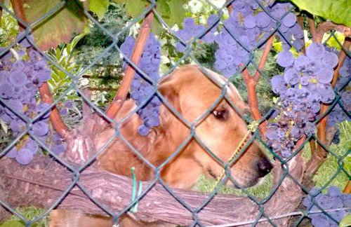 Casa La Vigna - Foto 25