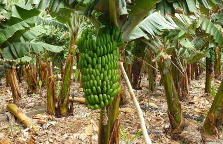 El Tangaro - Foto 43