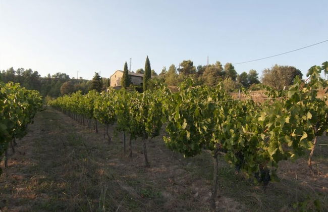 Celler Colltor - Photo 10