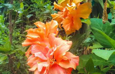 Apartment with Huge Deck Nestled in Marvelous Gardens - Nidos - Foto 17