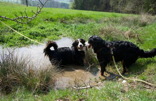 Mirabellenhof - Kleine Ferienwohnung mit Altstadtblick - Foto 13