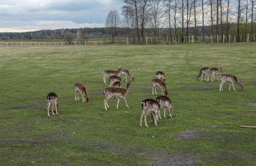Domek za miastem - agroturystyka Bobrowniki - Foto 16