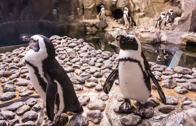 Entrada al Acuario de Georgia - Foto 8