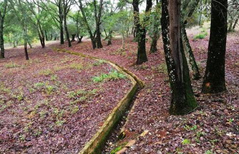 FINCA LA LISERILLA - Foto 6