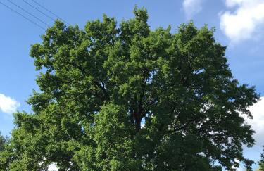 DOMEK POD DĘBEM - Foto 31