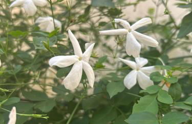 Hort de les Oronetes - Foto 22