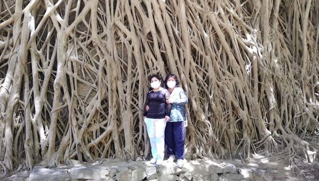 Árbol de las Mil Raíces