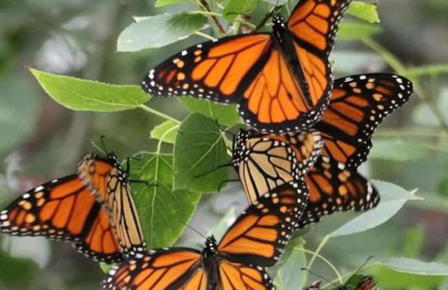 Cabañas Los Saucos - Foto 46