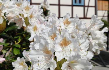 Ferienwohnungen Felsenkeller Bielatal - Foto 39