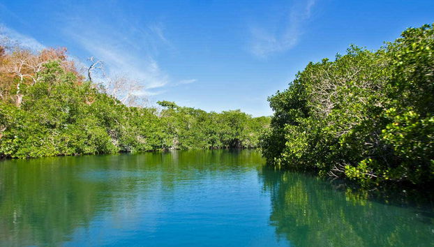 Manglares de San Andrés