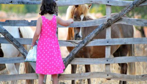 Agroturismo Finca Son Sala - Photo 1