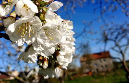 Ferienwohnung Butterbirne - Photo 12