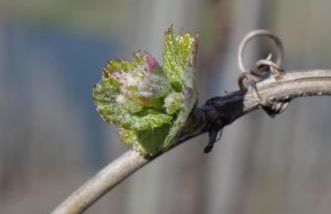 Ferienweingut Ulrike Thul - Foto 18