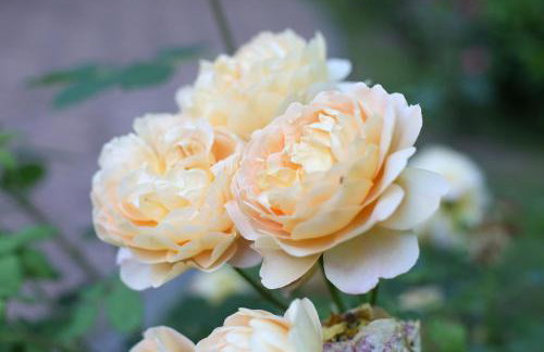 Kuća za odmor MARA - Foto 24