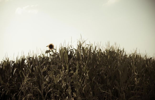 Casa Bassetto - Foto 28