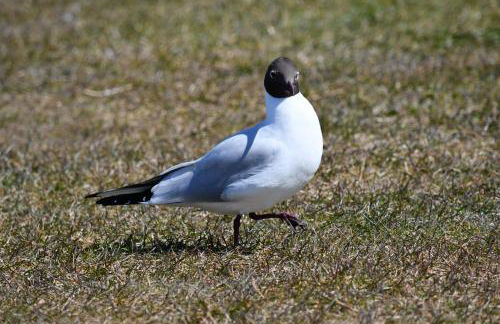 Leuchtturm - Foto 20