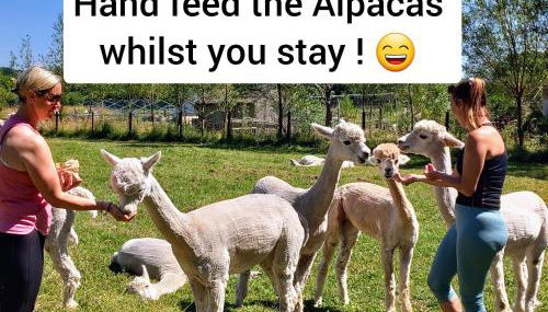 Dartmoor Reach Alpaca Farm - Foto 4