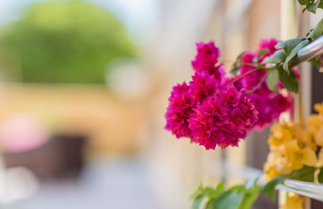 The Green of Oysterbay - Photo 17