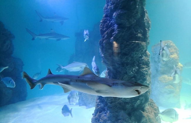 Mimoza Old Town Pula Apartments - Foto 73