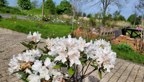 Gulfhof Anelis - Foto 4